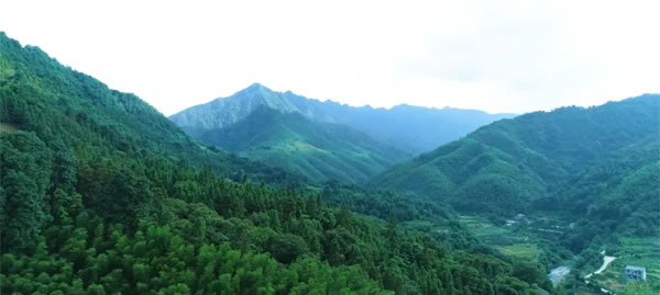 健康家居，优选美尼美香杉醇香板